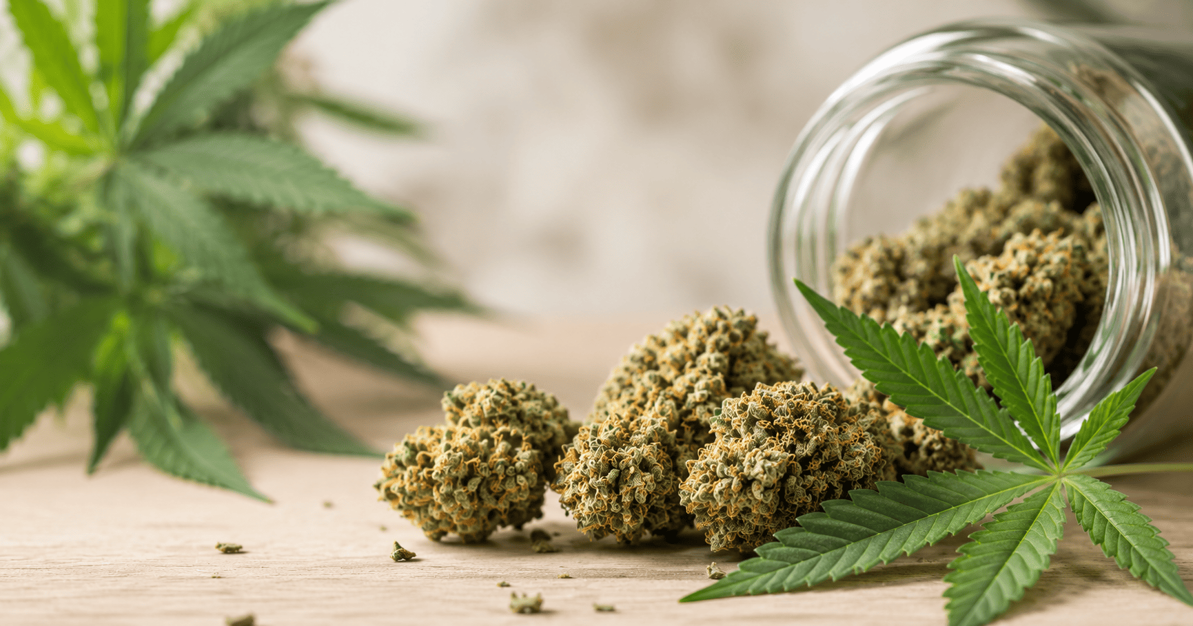 Skunk, uma maconha potente e seus efeitos no organismo.